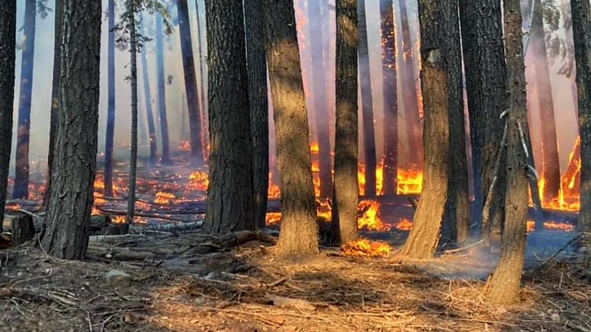 Fire burns around tree trunks.