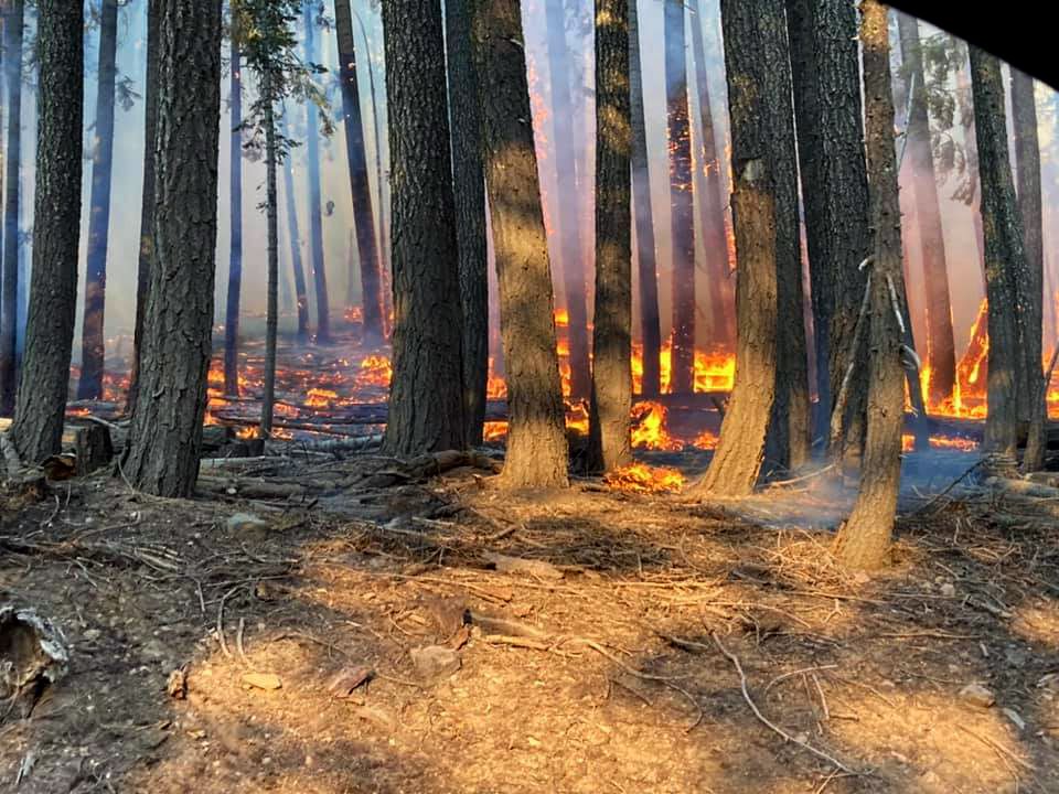 Fire burns around tree trunks.