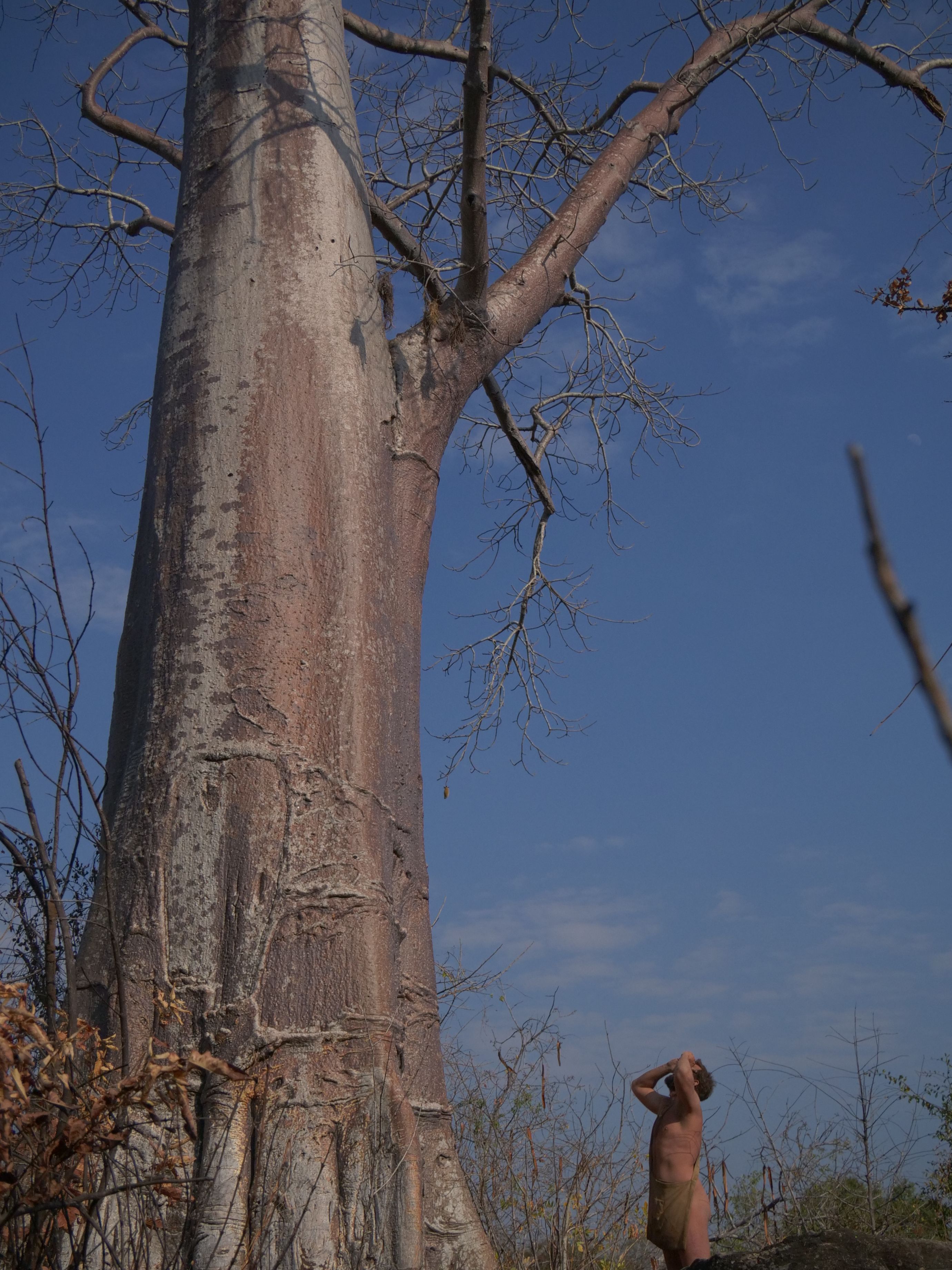 U.S. Air Force Master Sgt. Jospeh Prouse looks up a giant tree while he stands on the ground next to it, unclothed in the African wilderness.