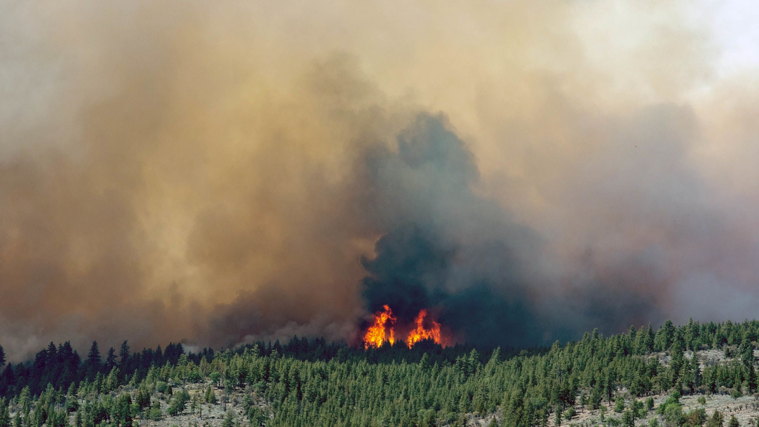 Wildfire flames.