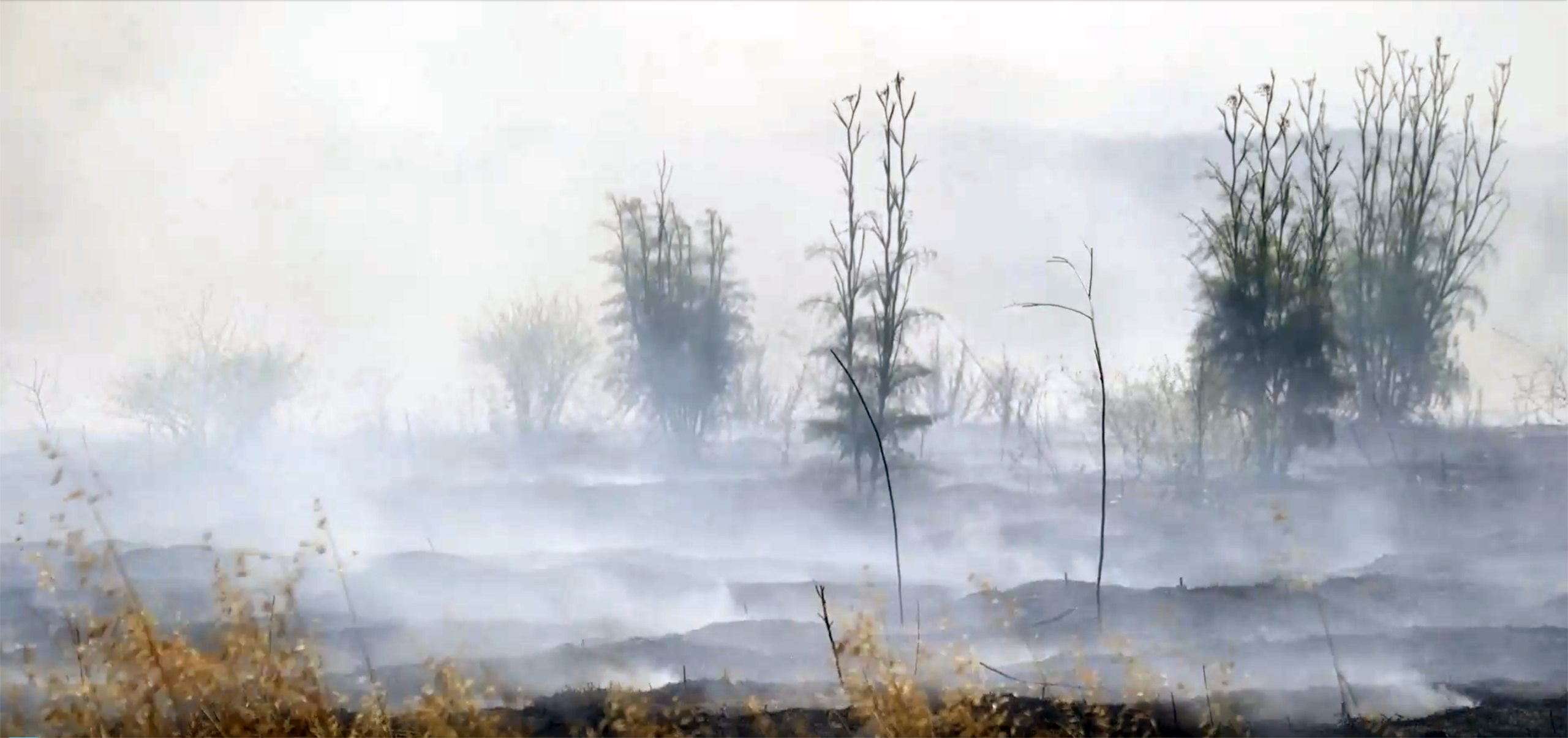 Smoke rises from the ground during a controlled burn.