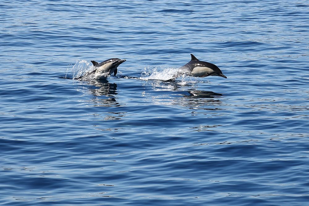 Two dolphins mid-air.