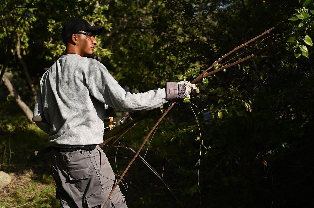 Teen pulls dead tree branch away from foliage.